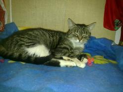 Katze Hessen