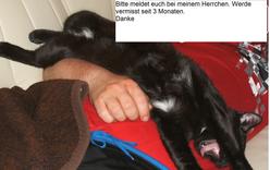 Katze Niedersachsen