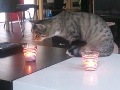 Katze Hessen