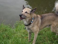 Hund Bayern