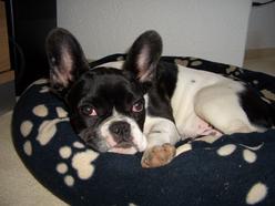 Hund Brandenburg