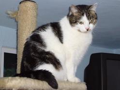 Katze Nordrhein-Westfalen