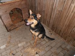 Hund Mecklenburg-Vorpommern