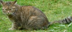 Katze Hessen