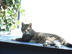 Katze Nordrhein-Westfalen