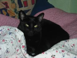 Katze Schleswig-Holstein