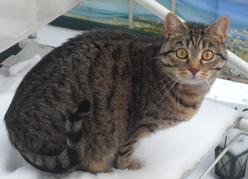 Katze Bayern