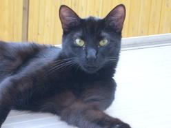 Katze Rheinland-Pfalz