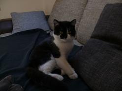 Katze Baden-Württemberg