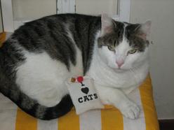 Katze Hamburg