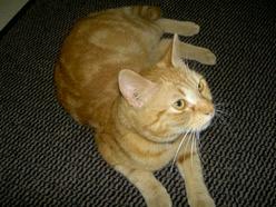 Katze Nordrhein-Westfalen