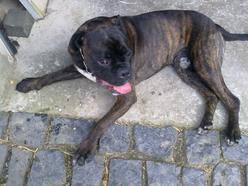 Hund Hessen