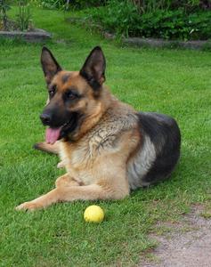 Hund Sachsen-Anhalt