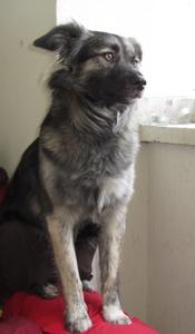Hund Berlin
