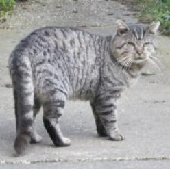 Katze Nordrhein-Westfalen