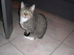 Katze Hessen