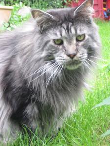 Katze Niedersachsen