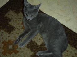 Katze Bayern
