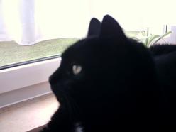 Katze Niedersachsen