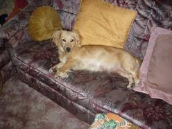 Hund Sachsen