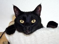Katze Hamburg