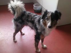 Hund Rheinland-Pfalz