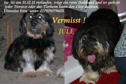 Hund Sachsen-Anhalt