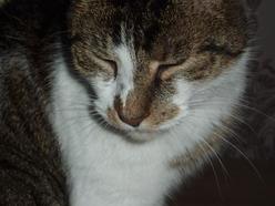 Katze Niedersachsen