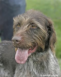 Hund Nordrhein-Westfalen