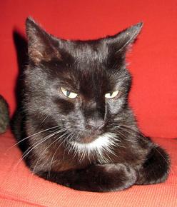 Katze Berlin