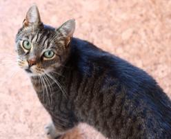 Katze Thüringen