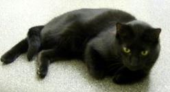 Katze Berlin