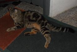 Katze Bayern