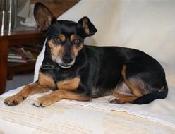 Hund Bayern