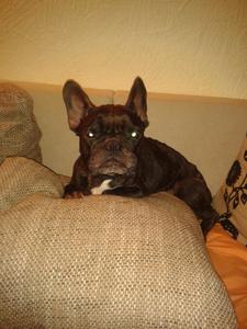 Hund Baden-Württemberg