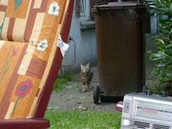 Katze Nordrhein-Westfalen