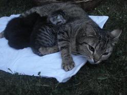 Katze Saarland