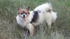 Hund Brandenburg
