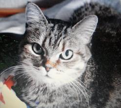 Katze Saarland