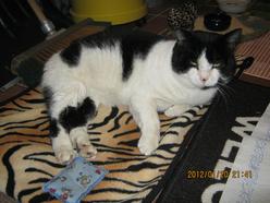 Katze Niedersachsen