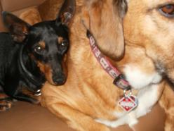 Hund Nordrhein-Westfalen