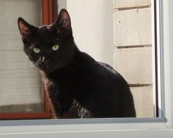 Katze Baden-Württemberg