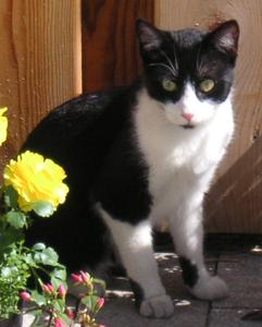 Katze Baden-Württemberg