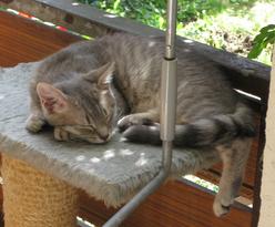 Katze Baden-Württemberg