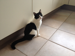 Katze Baden-Württemberg