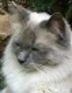 Katze Baden-Württemberg