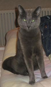 Katze Baden-Württemberg