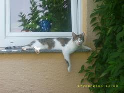 Katze Baden-Württemberg