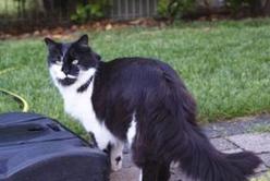 Katze Baden-Württemberg