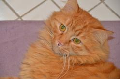 Katze Baden-Württemberg